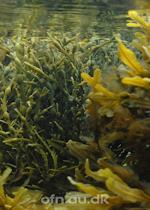 Tang (via livestream fra Aarhus Universitet)