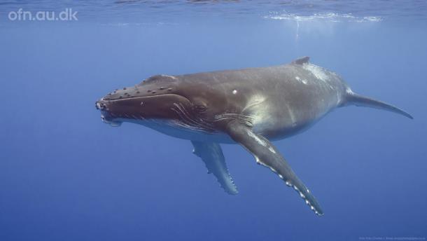 Med havets kæmper på jagt (via livestream fra Aarhus Universitet)