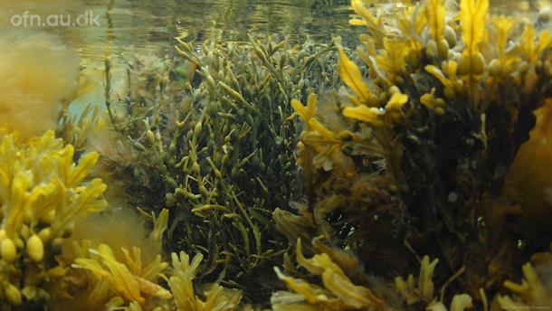 Tang (via livestream fra Aarhus Universitet)