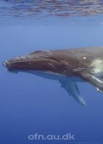 Med havets kæmper på jagt (via livestream fra Aarhus Universitet)